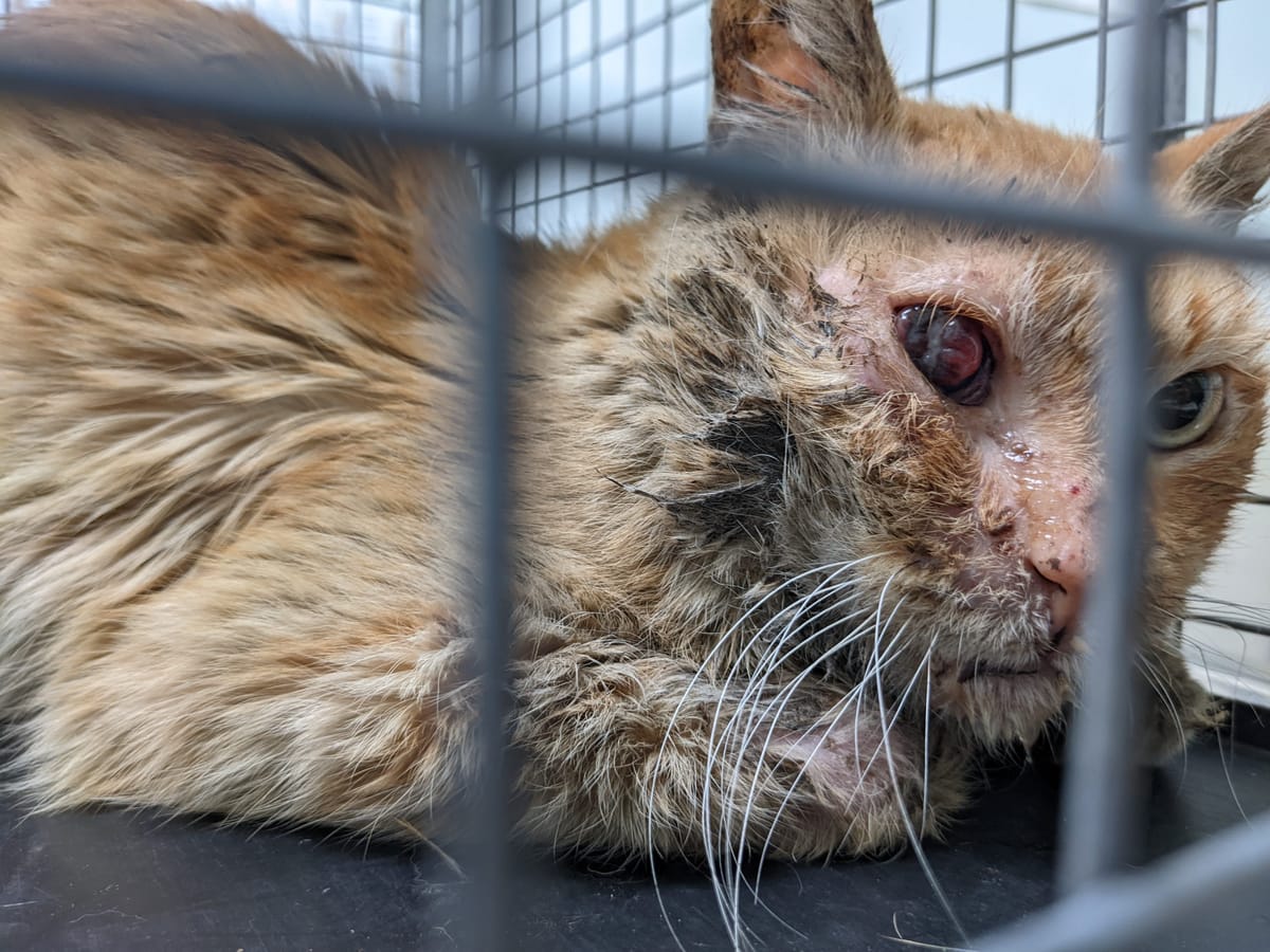 Could There Be A Fairy Tail Ending For This Rescued  Cat?