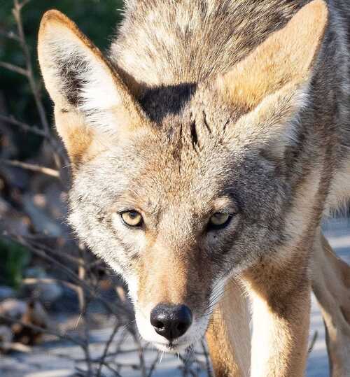 I am Hungry And Waiting - Keep Your Pets Indoors 