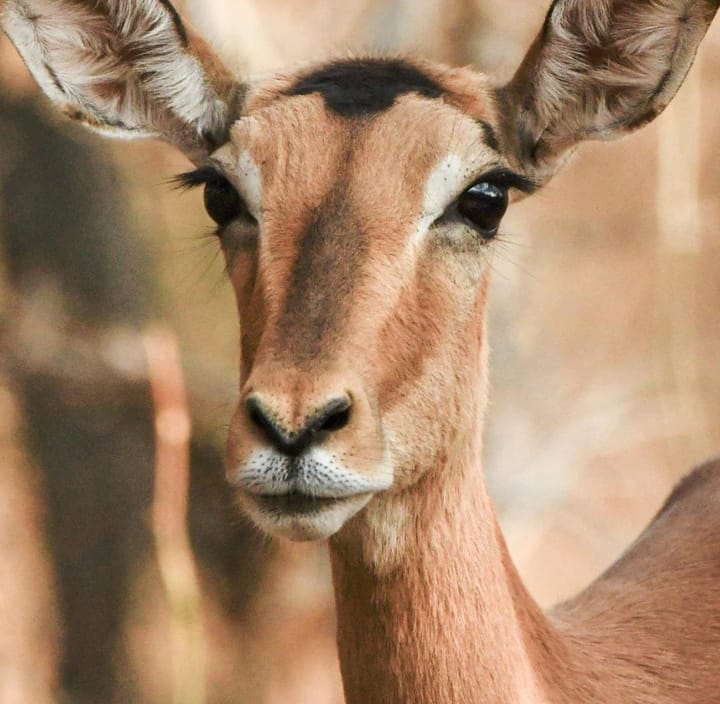 CATALINA ISLAND... KILLING PLAN FOR SHARPSHOOTERS IN HELICOPTERS TO MASSACRE THE ISLANDS MULE DEER STOPPED DEAD!